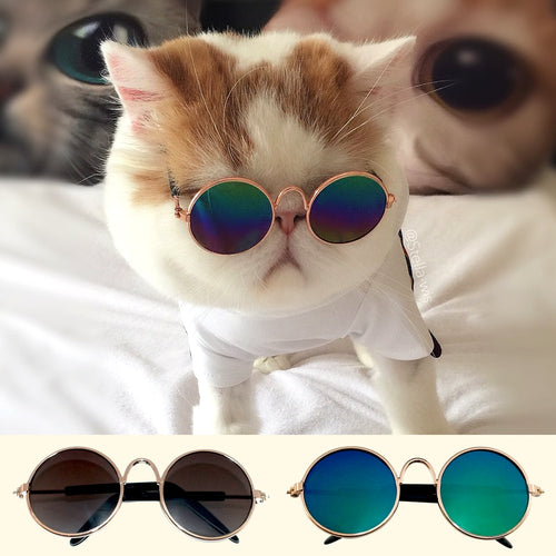 Cat Sunglasses - CattoStoree